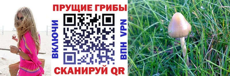 Галлюциногенные грибы GOLDEN TEACHER  kraken как зайти  Майский 